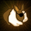 Save Pirate Bunny