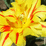 Breaker Gallery: Flowers