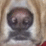 Lolbandcocksv2