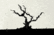 The Old Ash Tree
