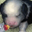 Virtual Puppy