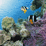 Aquatic Interactive