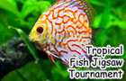 Tropical Fish Jigsaws by waynesarcade