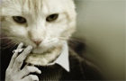 Story Essay Cat by Krystman