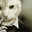 Story Essay Cat