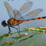 Insect Jigsaw Tournament