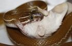 Snakes Eating jigsaw by Archbob