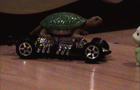 Hamsters: car 2