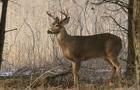 Madness Deers