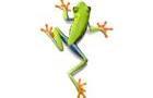 Search For Treefrogs
