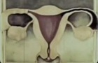 vagina fish