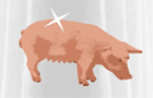Parfum pour COCHON