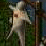 (uo flash)pk mutha prelud