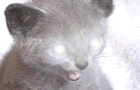 Scary Kitten