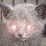 Scary Kitten