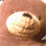 Steel Bear 2