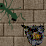 Age of the Ants