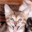 Funny Slideshow