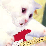 Mclusky Kittens