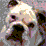 Spanky is my dog