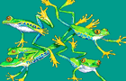 5 Flying frogs by Guitar-clock