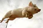A Flying Pig