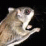 2 Flying Squirrels