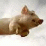 A Flying Pig