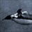 2 Flying penguins
