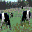 Silent Cows #3