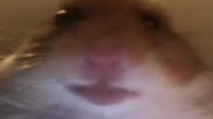 Hamter Roullette