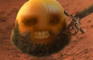 the Wahabi fundamentalist Orange