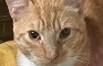 Cat Song