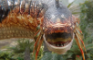 Plesioth Hip check