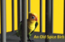 The 𝓞𝓵𝓭 𝓢𝓹𝓲𝓬𝓮 Birb 🐦🎶