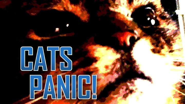 Cats Panic!