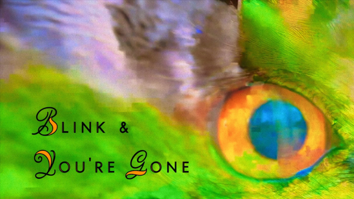 Blink & You're Gone