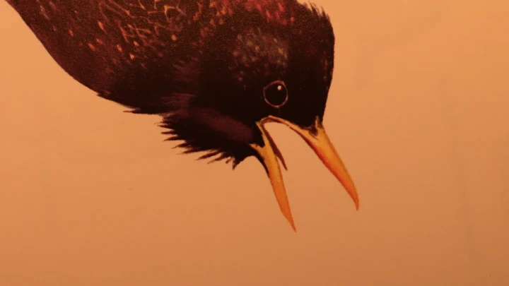 Stolen Birds