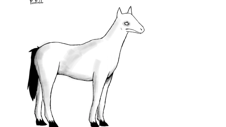 The horse