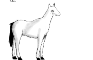 The horse