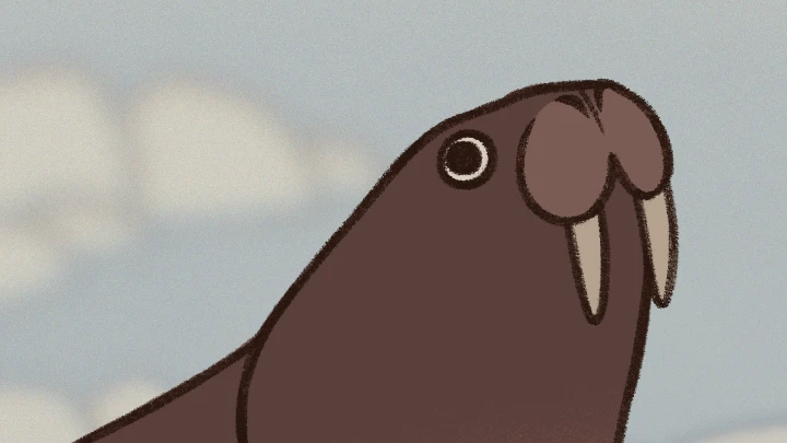 Walrus