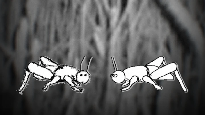 crickets