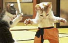 kung-fu kitty