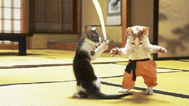 kung-fu kitty