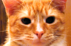 Sherbert the NG Cat