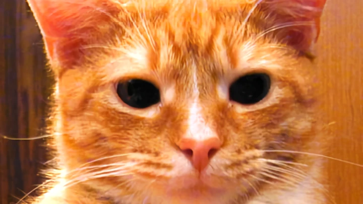 Sherbert the NG Cat