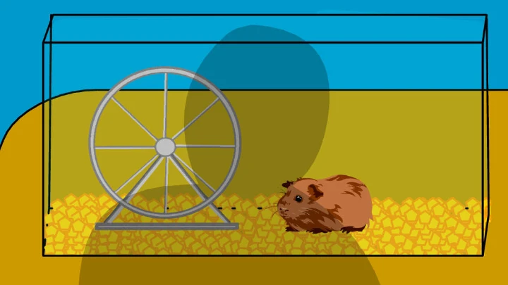 The Classroom Guinea Pig