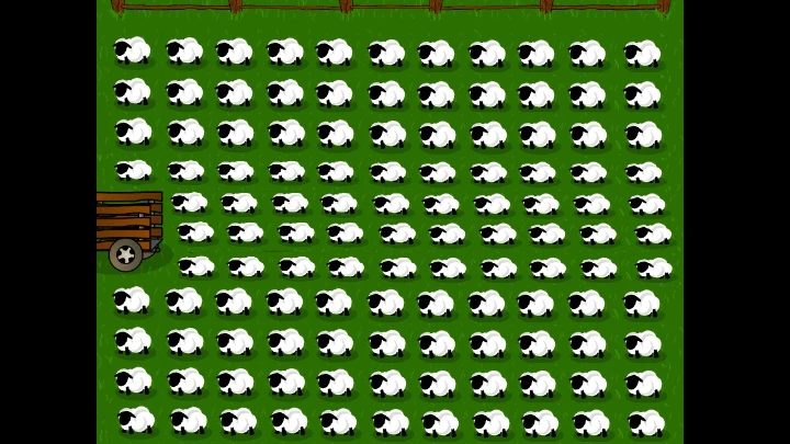 Sheep herding