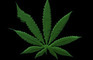 Marijuana
