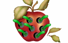 Apple Worms